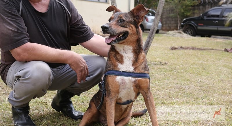 Parque Cidade recebe evento de adoção de cães e gatos neste sábado