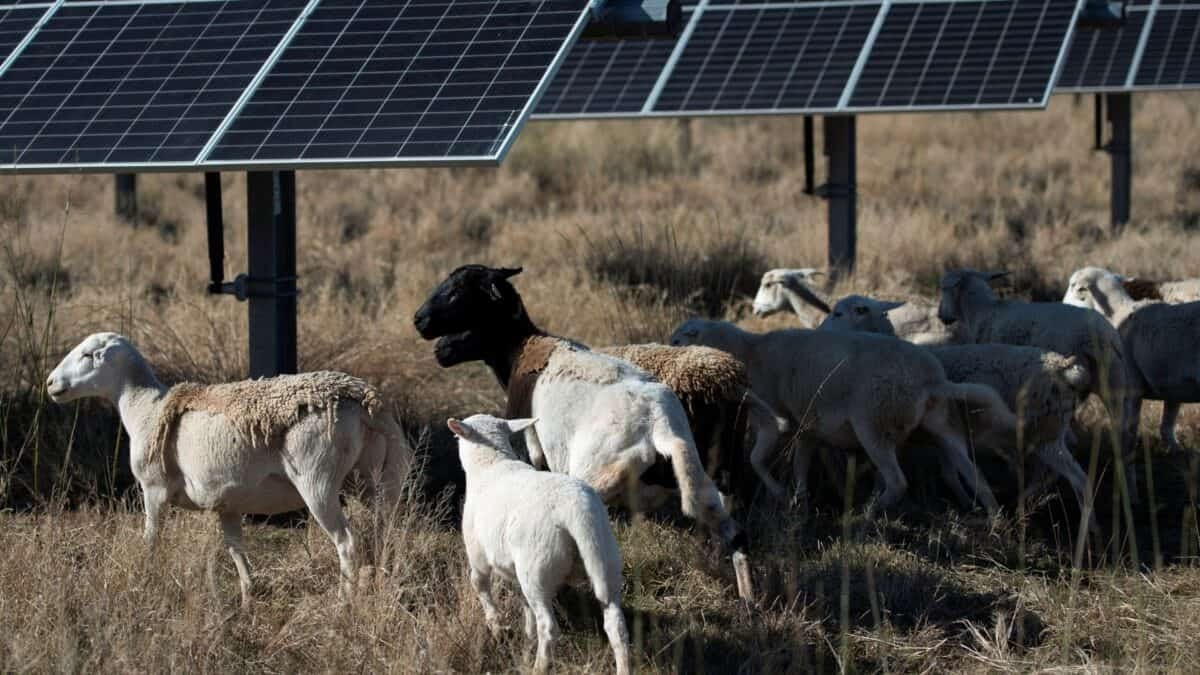 Novas Regras de Trump Dificultarão Acesso de Agricultores a Fundos para Projetos de Energia