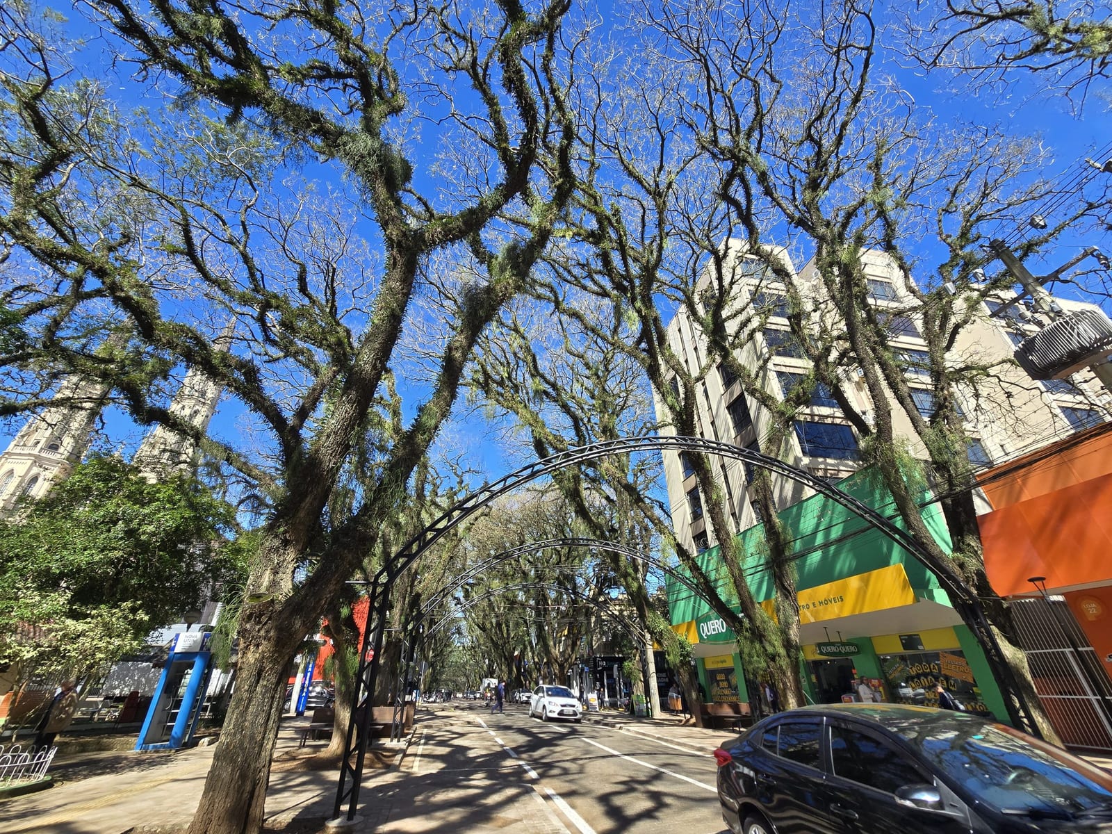 Santa Cruz do Sul: prefeitura propõe dispensar autorização para poda de exóticas