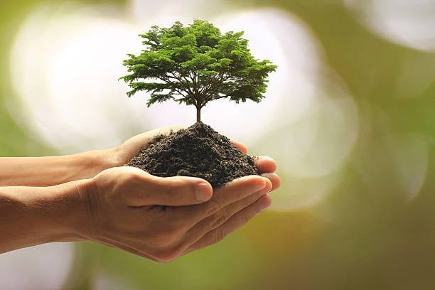 Valinhos planta 400 mudas e recebe selo internacional nesta segunda (21)