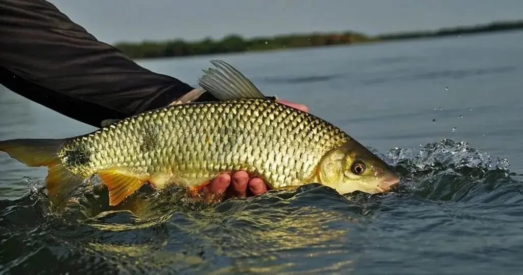 Fiscalização da piracema mobiliza órgãos ambientais e forças de segurança no Tocantins
