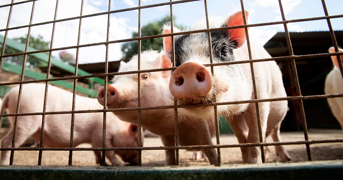 Diferença entre macho e fêmea e manejo comandam a nutrição de suínos em crescimento e terminação