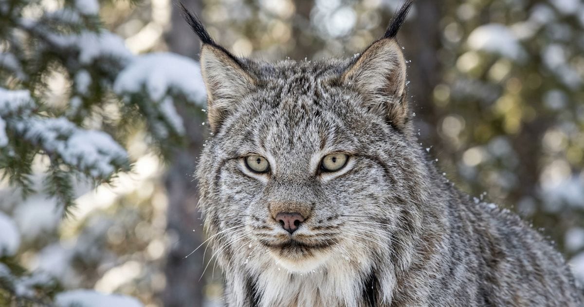 Câmera registra lince-do-canadá no Novo México pela primeira vez em cerca de 25 anos, mas descoberta revela um dilema en