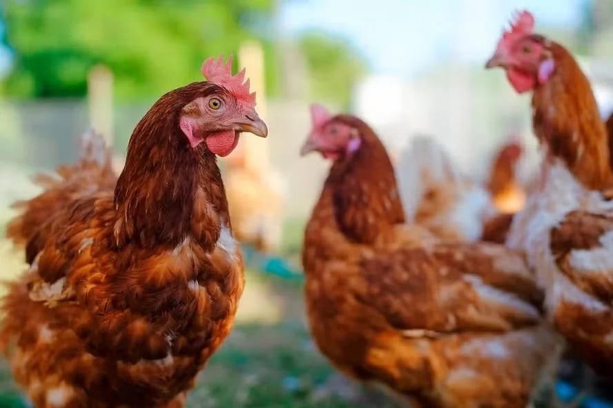 Falta de crédito específico trava bem‑estar animal; só Inovagro cita tema