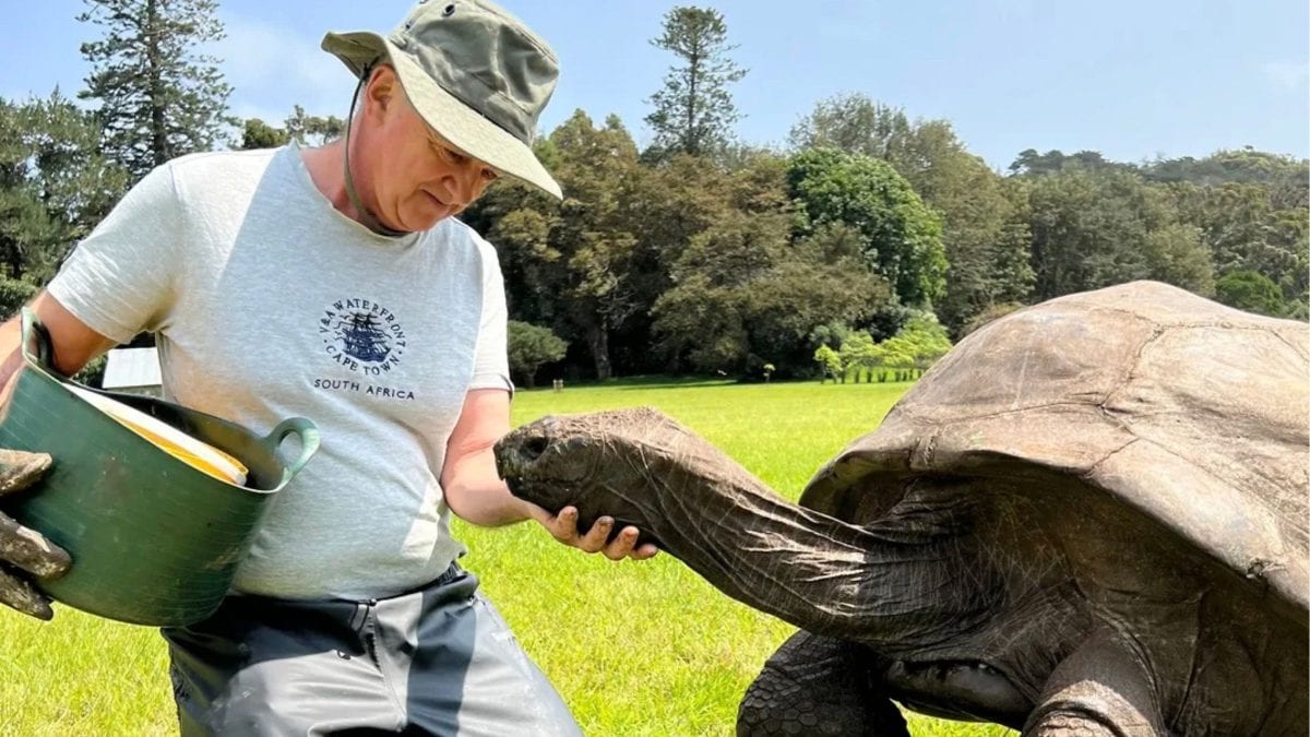 Cientistas coletam DNA da tartaruga Jonathan de 194 anos em busca de pistas sobre a longevidade humana: genes do animal