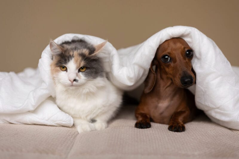 Prefeitura abre vagas para castração de animais na próxima quarta-feira