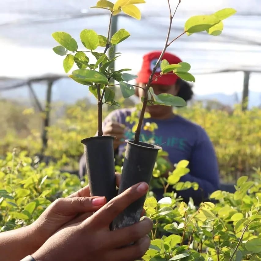 MST inicia mutirão ambiental a partir deste sábado (19) até 3 de outubro