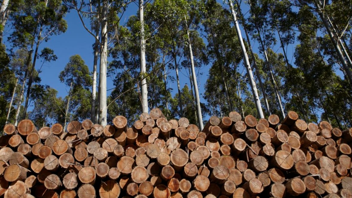 Pampa já perdeu 11,3 milhões de hectares em meio ao avanço da soja e da silvicultura