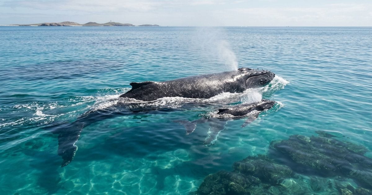 A aproximadamente 70 quilômetros da costa da Bahia, ilhas vulcânicas e estruturas de coral com formatos incomuns compõem