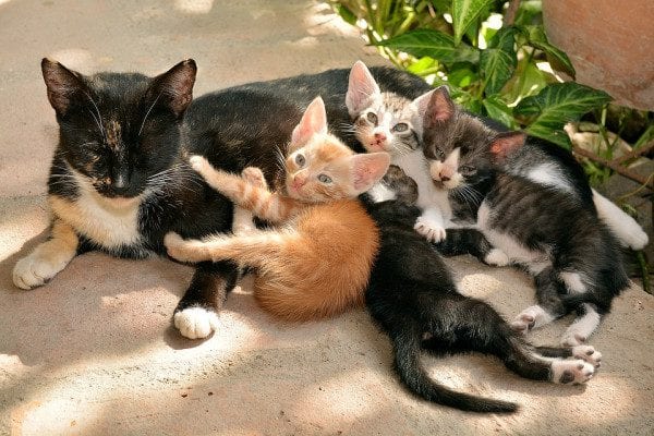 Adolescente é apreendido após torturar centenas de filhotes de gatos durante transmissões ao vivo na internet