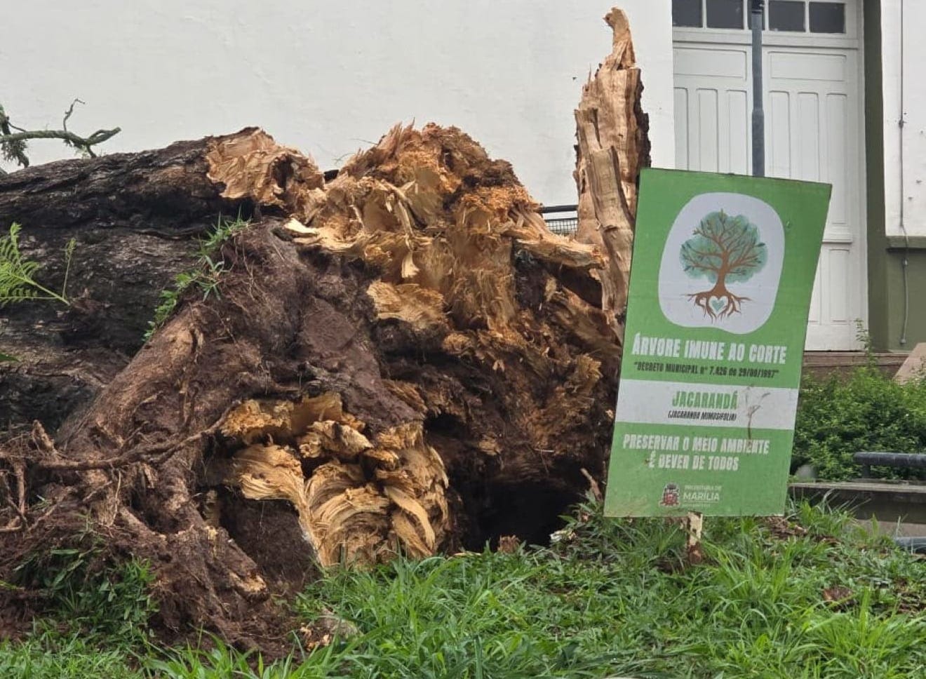 Prefeitura conclui retirada de árvores após temporal e atende novos chamados