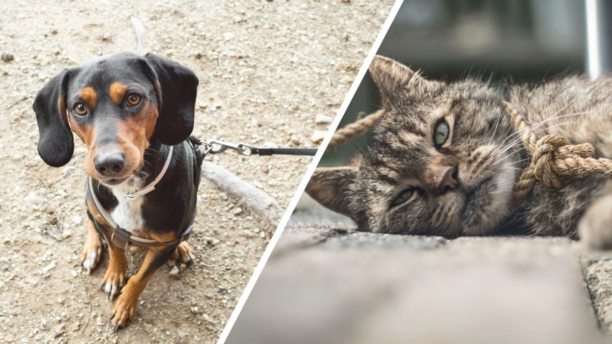 Prefeitura cria lei que proíbe prender cães e gatos com correntes ou cordas que impeçam o movimento natural do animal