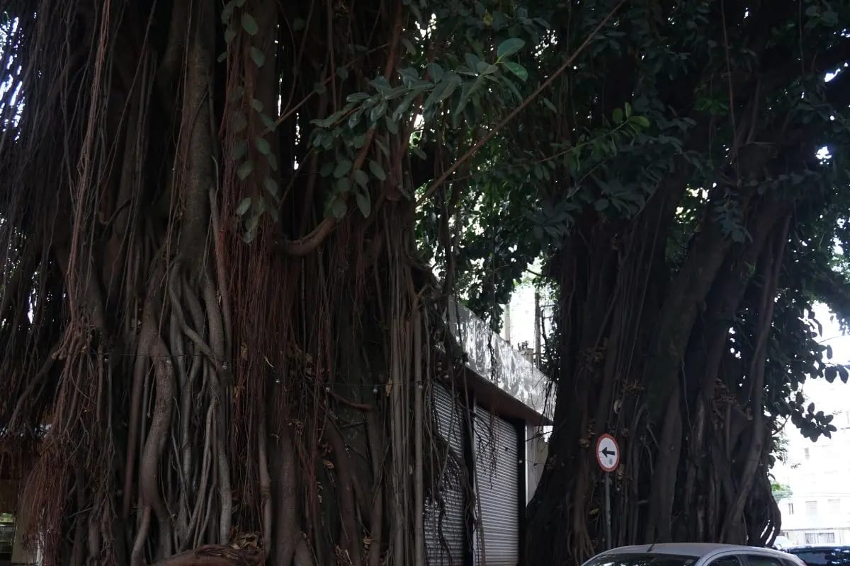 Projeto em Goiânia pode responsabilizar quem impedir corte de árvores