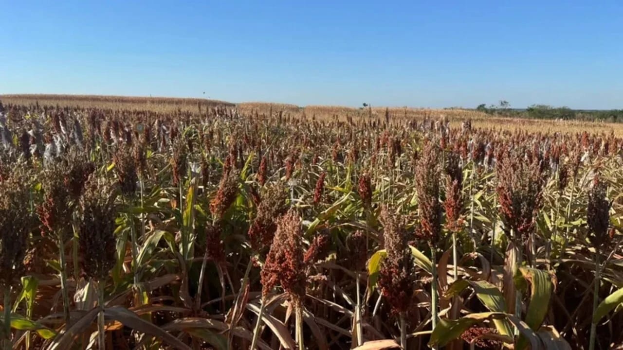 China movimenta mercado do sorgo e pode abrir nova frente para produtores do Tocantins