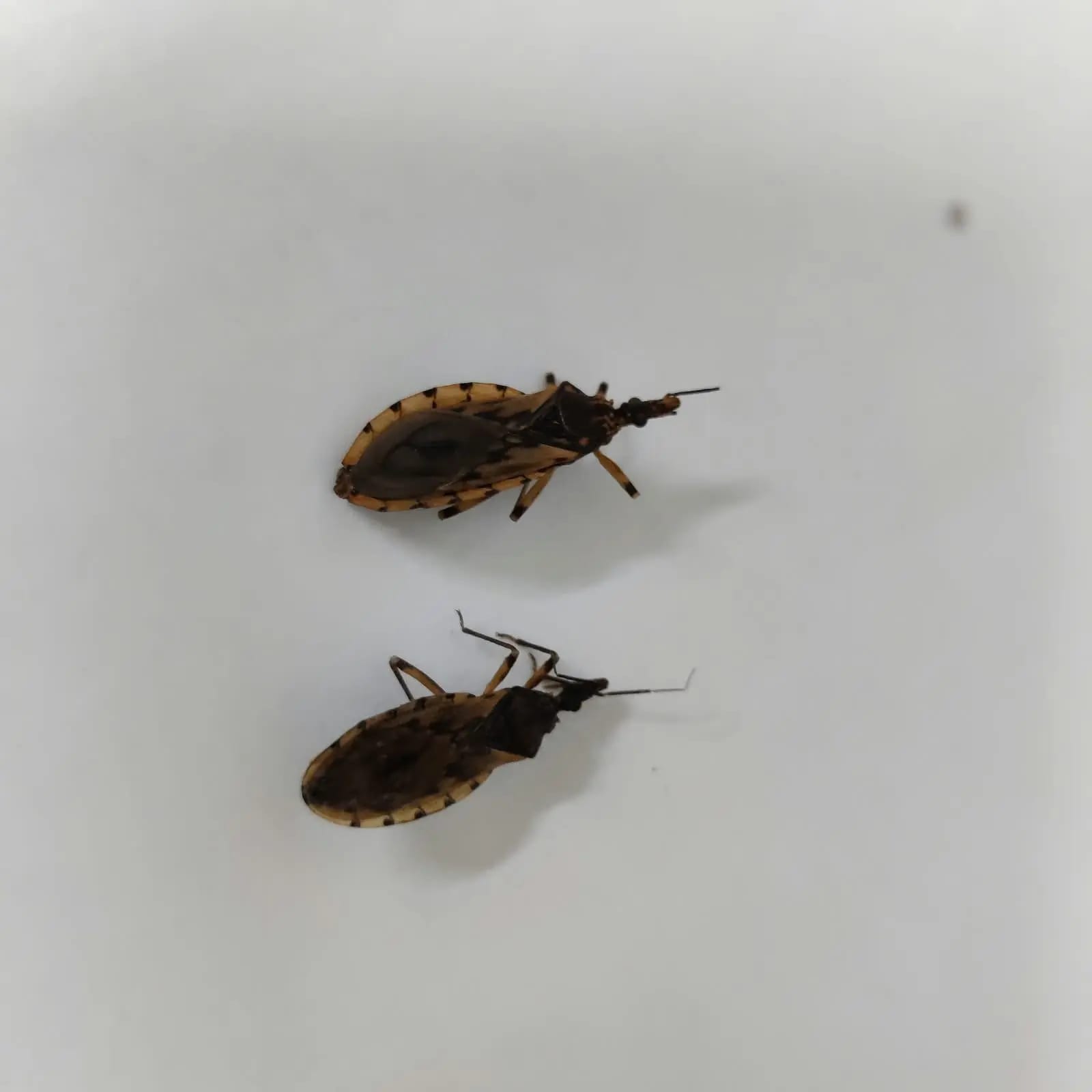 Aumento de barbeiros em Goiânia supera 100% em 2026 e acende alerta para a doença de Chagas