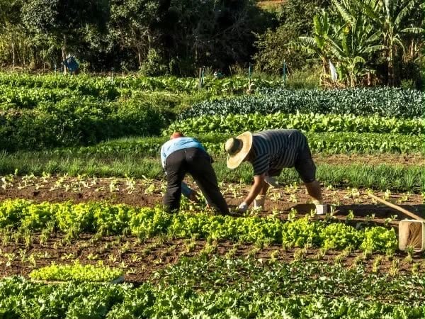 Após críticas, Zucco garante que fusão de secretarias não reduzirá apoio à agricultura familiar no RS