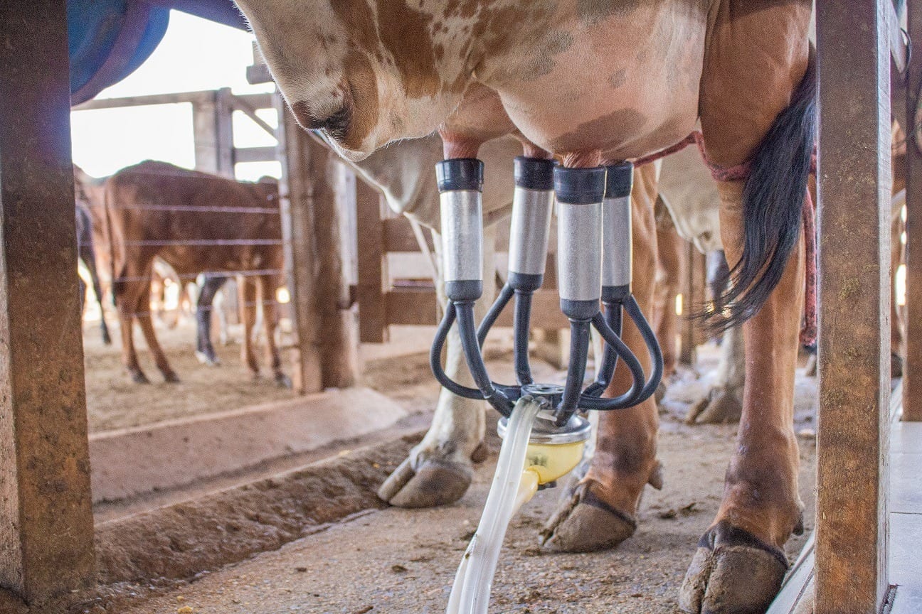 Preço do leite em Goiás sobe 53,1% e chega a R$ 2,94 por litro em julho