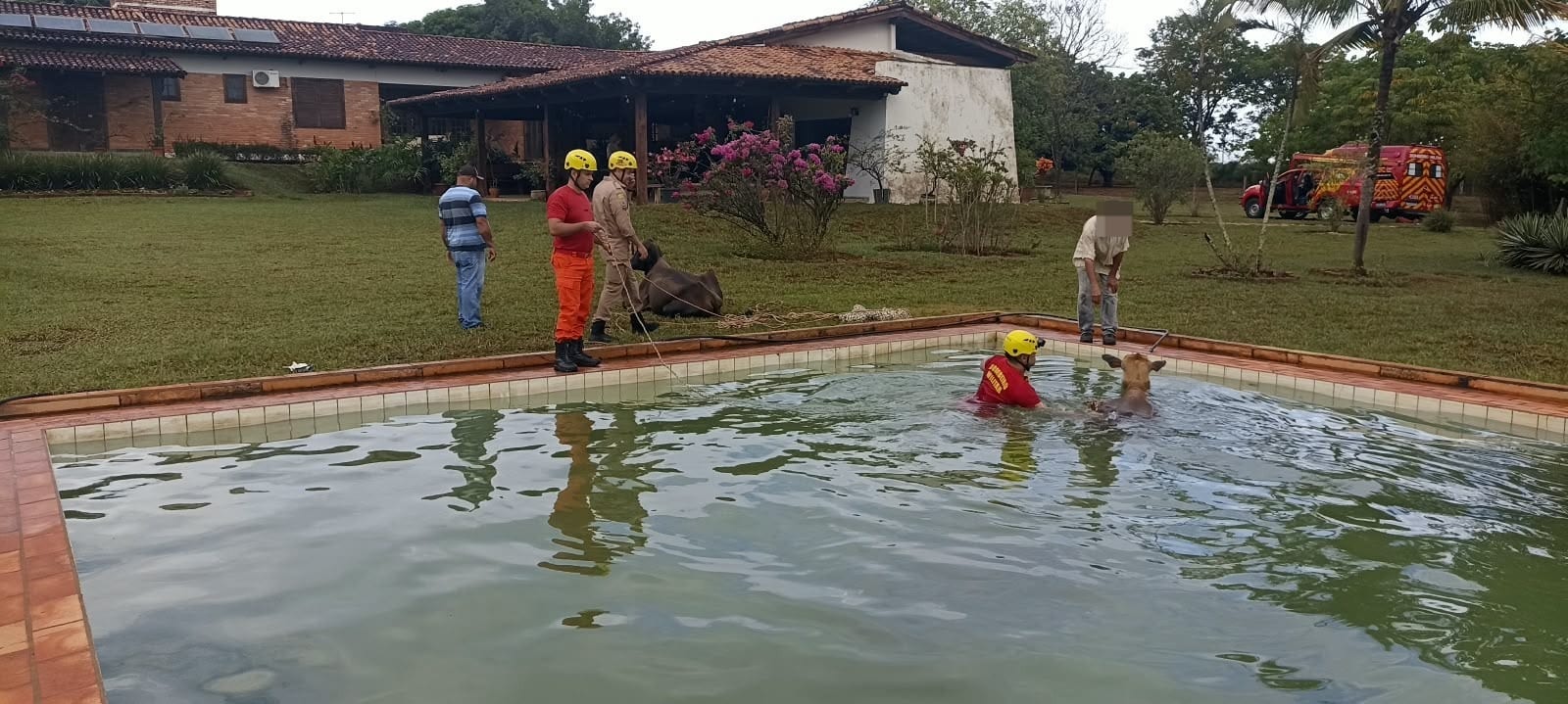 Bombeiros resgatam dois bovinos que caíram em piscina em Morrinhos