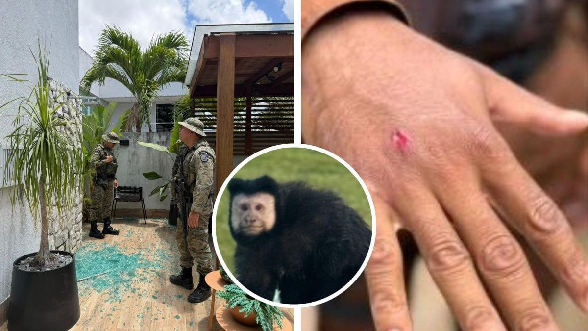 Macaco invade casas, ingere bebida alcoólica, ataca moradores e faz policial ir parar no hospital; entenda