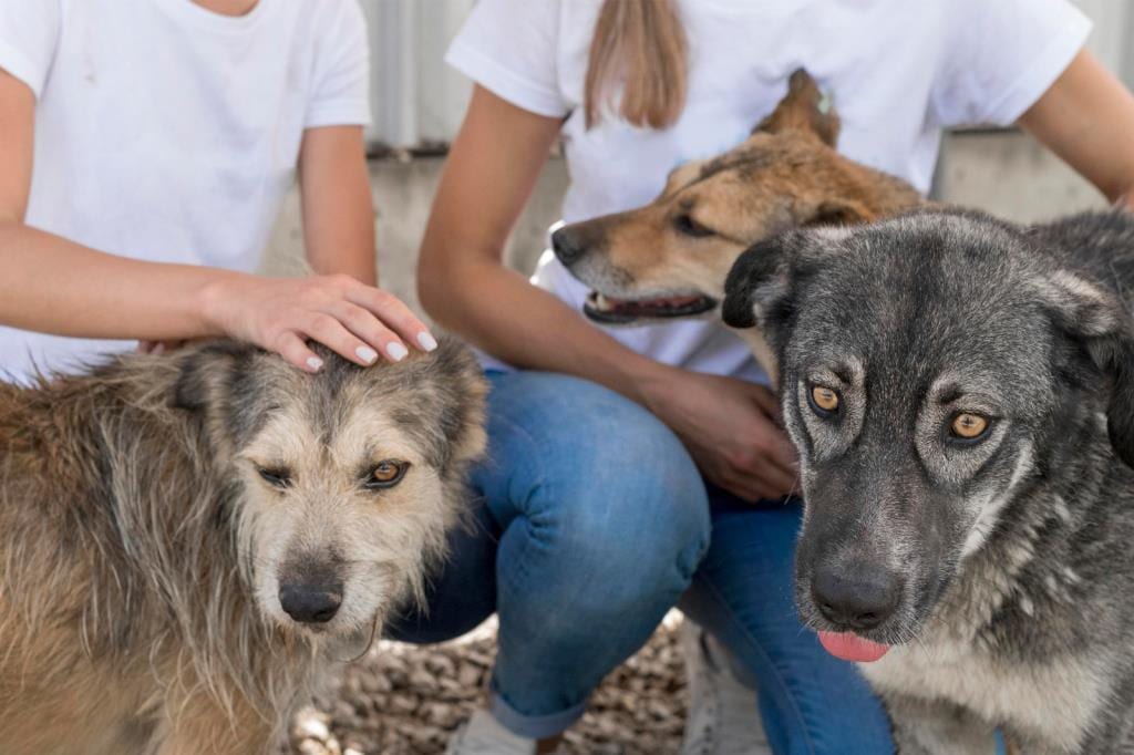 Atibaia abre cadastro digital para protetoras independentes de animais
