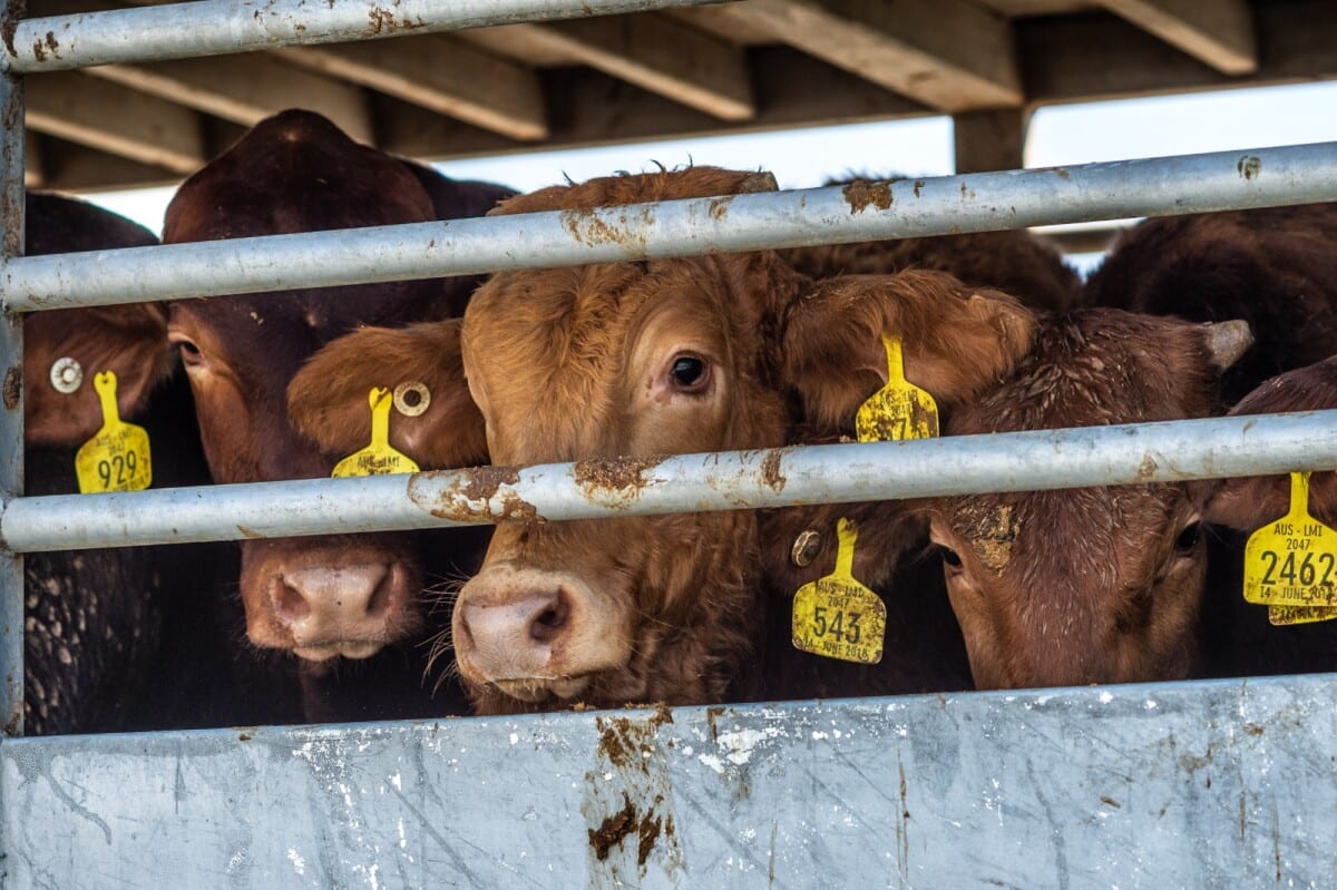 Governo e Congresso debatem proibição da exportação de animais vivos