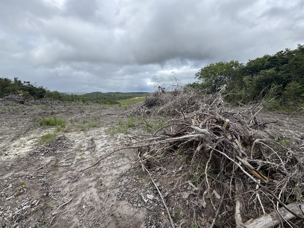 Operação autua mais de 10 hectares de desmatamento ilegal em Sergipe