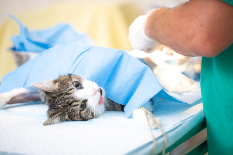 Sergipe realiza primeira ação do protocolo de captura, esterilização e devolução de gatos após articulação do MPF