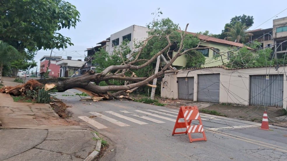 Belo Horizonte (MG): ventania derruba árvores e afeta 222 mil imóveis