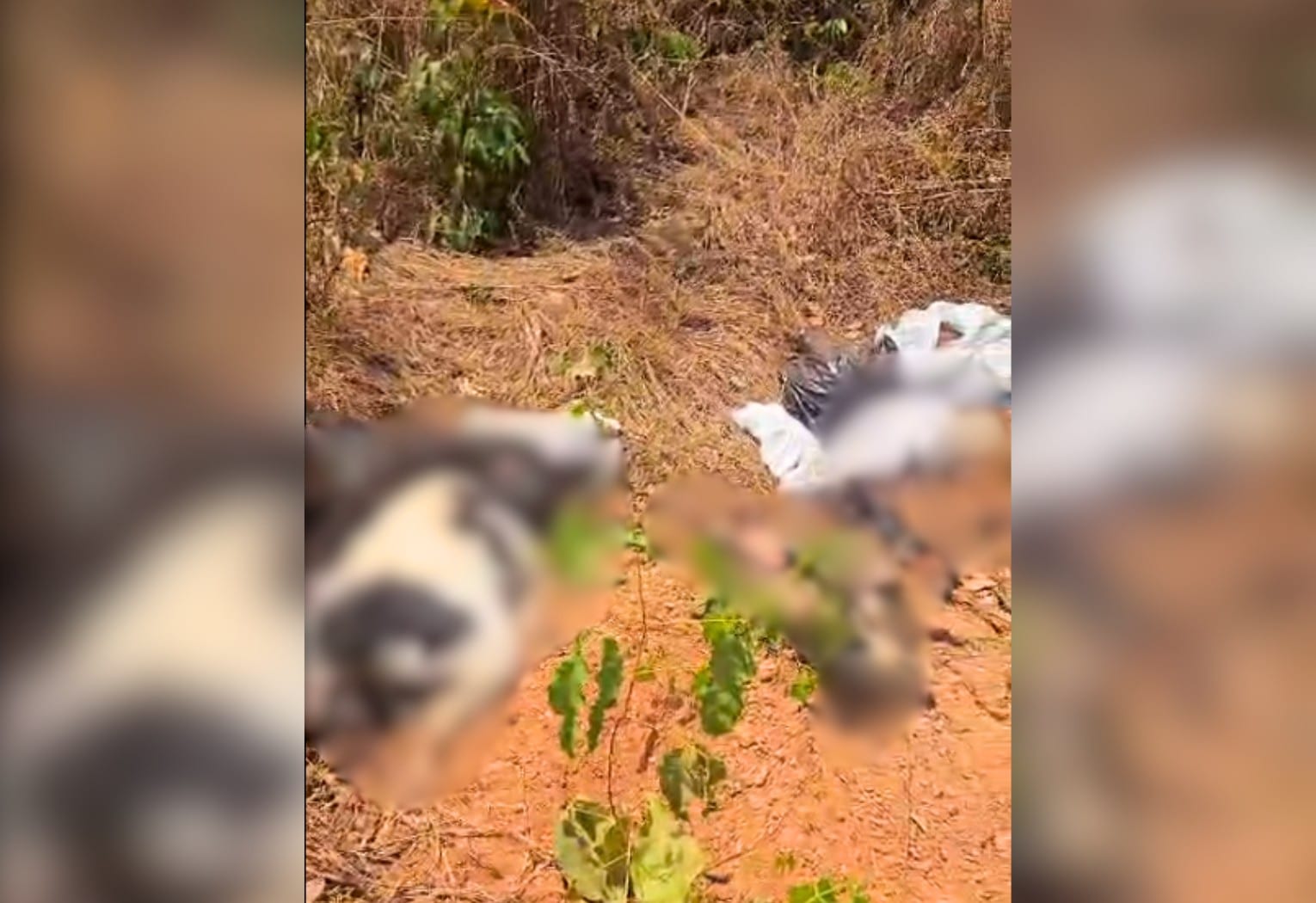Cachorros são encontrados mortos em sacos plásticos no interior do Tocantins