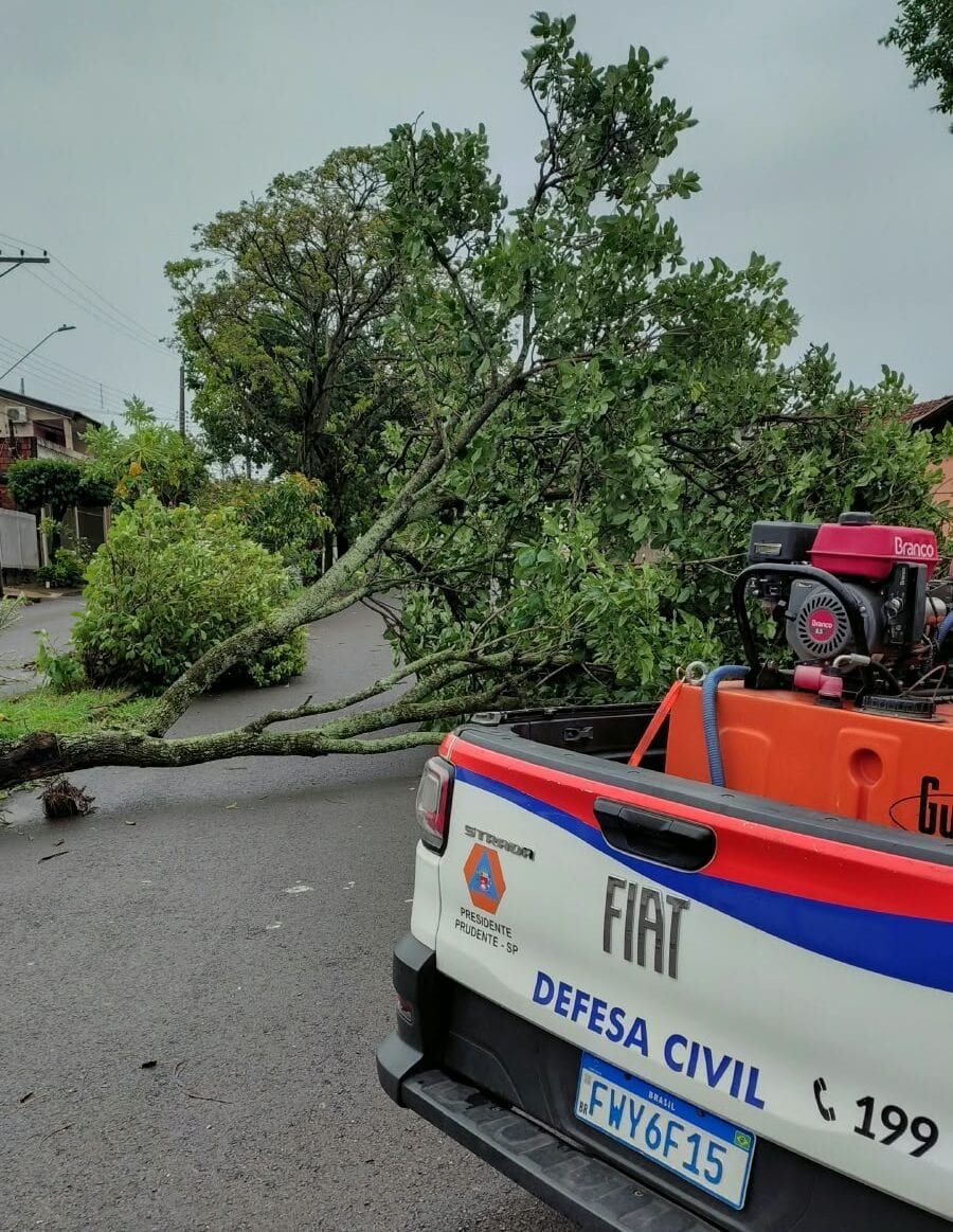 Equipes de zeladoria e Defesa Civil atendem dezenas de ocorrências de queda de árvores após temporal em Prudente