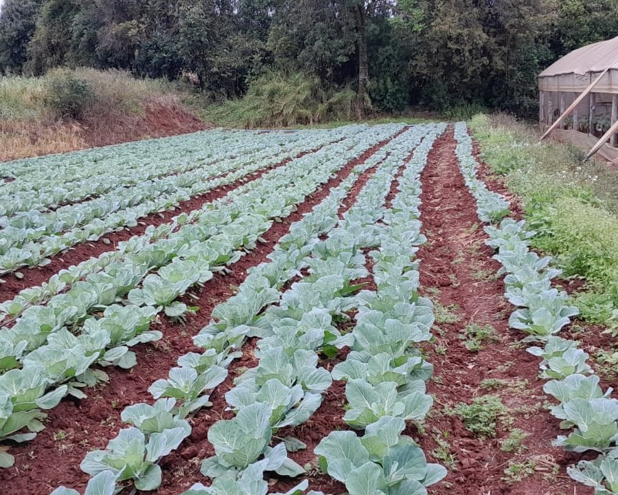Fetag manifesta preocupação com fusão entre secretarias da Agricultura e Desenvolvimento Rural do RS