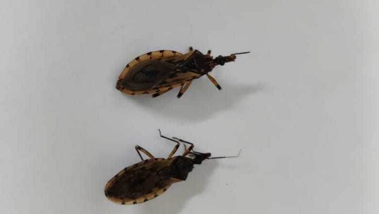 Goiânia identifica barbeiro infectado e registra aumento de ocorrências; veja como se proteger