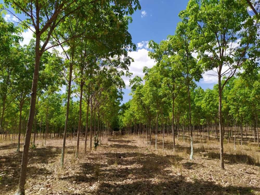 Tocantins abre inscrições para seminário sobre florestas plantadas, inovação e oportunidades de negócios