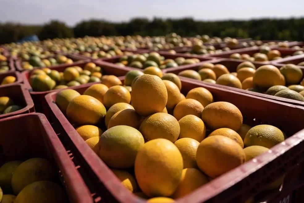 Conab terá até R$ 10 milhões para escoar laranja e garantir preço mínimo