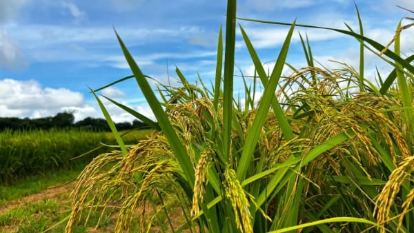 Goiás importa quase 70% do arroz que consome, diz presidente da Agrodefesa