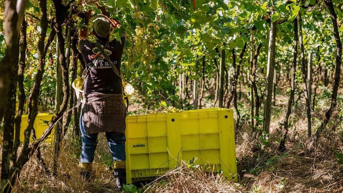 Vinícola Aurora conquista selo Carbon Free e divulga avanços em sustentabilidade