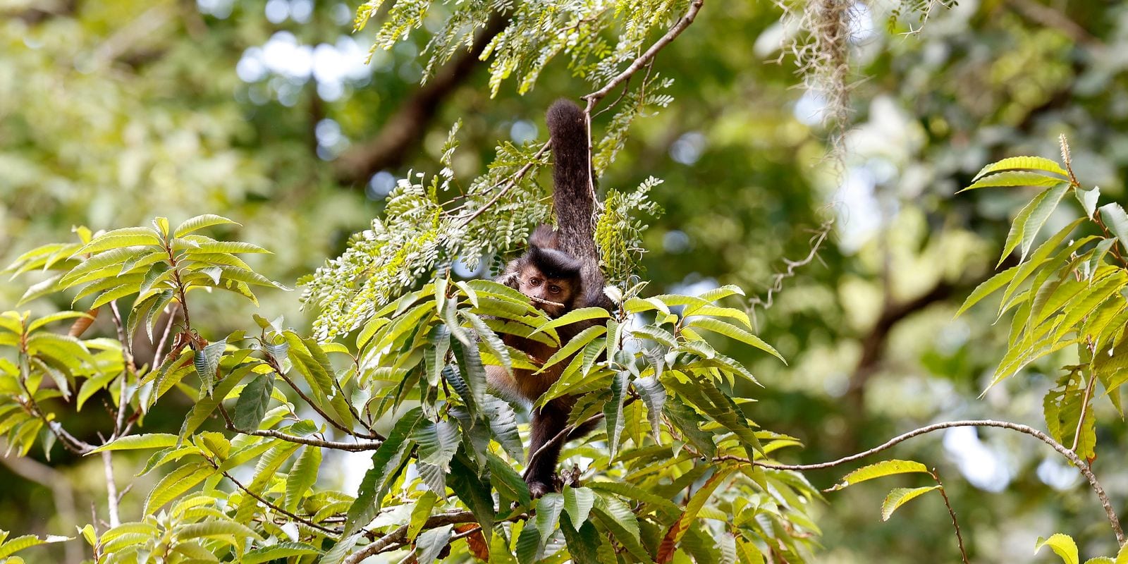 Entidade envia carta a candidatos pedindo direitos da natureza nas eleições de 2026