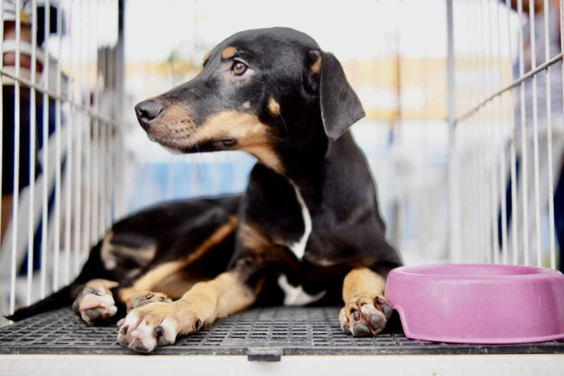 MPF cobra São Cristóvão por cumprimento de acordo de proteção a cães e gatos