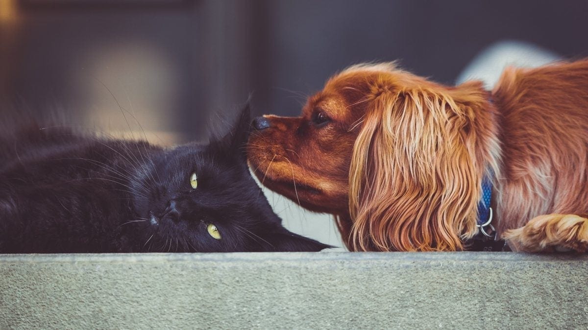 Projeto cria regras para doação e transfusão de sangue em cães e gatos