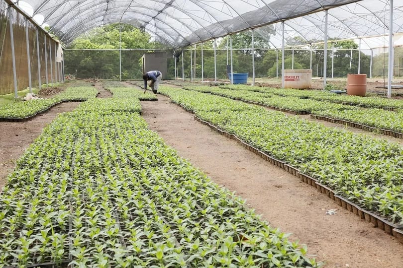 Prefeitura prepara plantio de cerca de 69 mil mudas ornamentais para o paisagismo da Capital