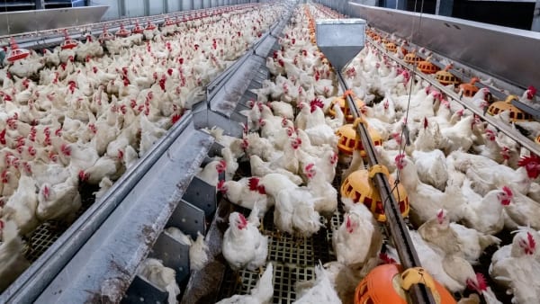 Abate de frango em Goiás cresce 7,1% no primeiro trimestre de 2026, aponta IBGE