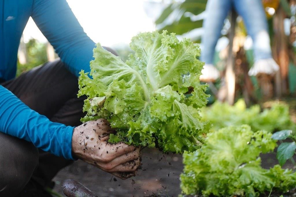 Taubaté lança Programa Alimenta Mais Primeira Infância para gestantes e crianças 0–6