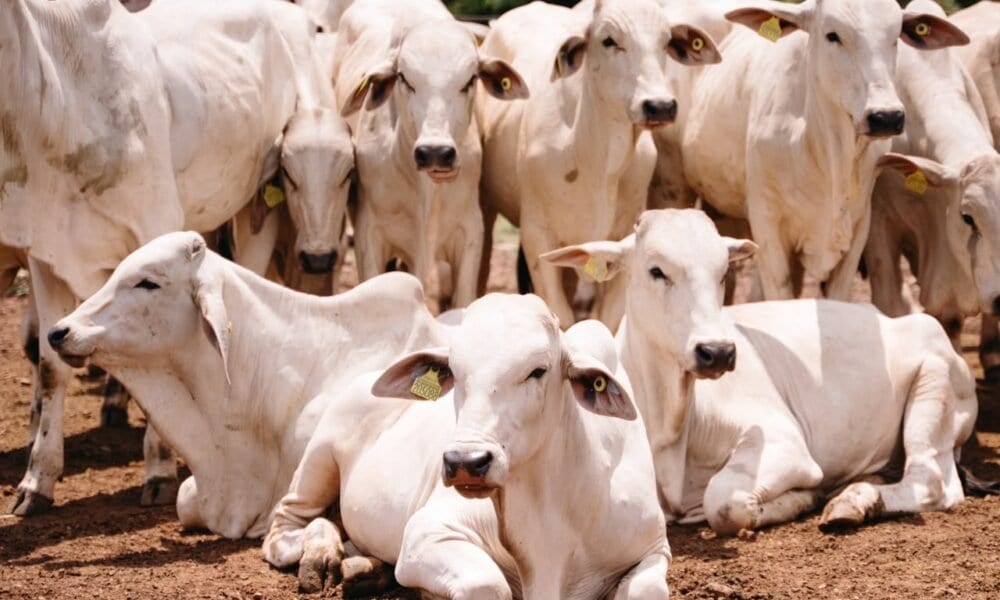Adapec e parceiros avançam nos testes para implantação da rastreabilidade bovina