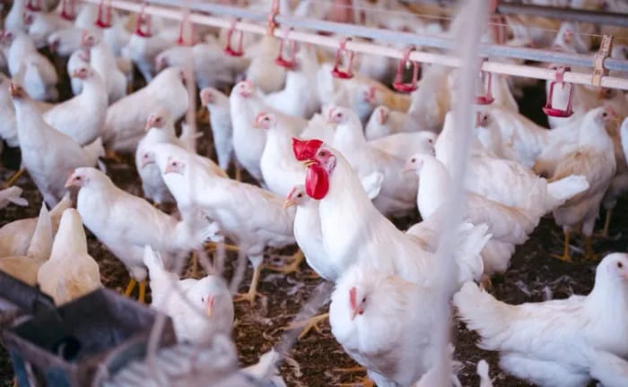 Governo do Tocantins reforça medidas de biosseguridade na avicultura e mantém estado livre da doença de Newcastle