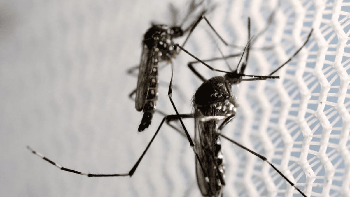 Aedes Aegypti: Quase Metade dos Municípios Está em Alerta ou Risco