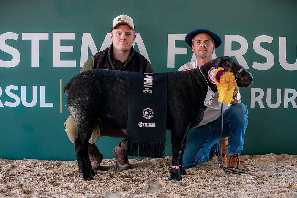 Cabanha Dois Pinheiros estreia na Expointer e coloca dois animais entre os melhores da raça Texel