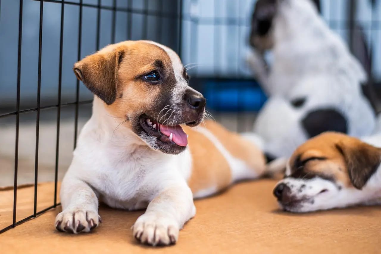 Prefeitura realiza censo de cães e gatos para mapear necessidades das comunidades insulares de Paranaguá