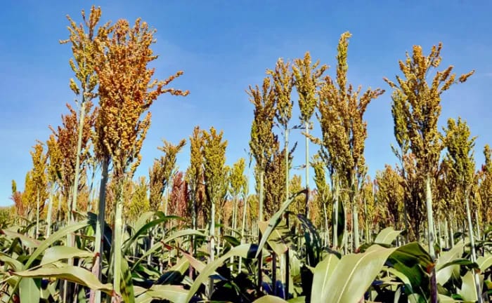 Governo do Tocantins destaca técnicas de manejo e pesquisa para fortalecer a produção de soja e milho em períodos de chu