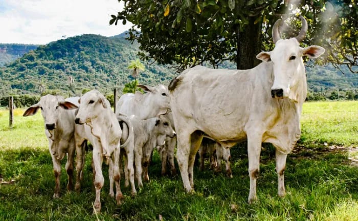 Governo do Tocantins realiza campanha de declaração de informações pecuárias de 1º a 30 de novembro
