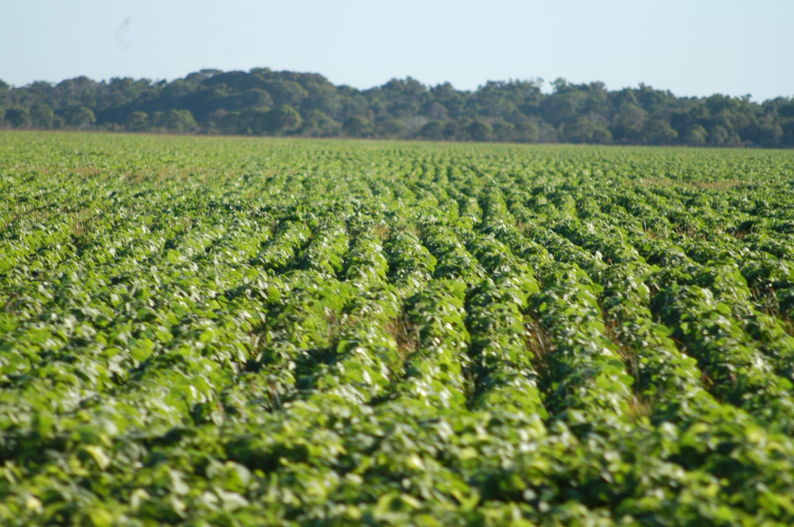 Tocantins projeta produção inédita superior a 10 milhões de toneladas de grãos em 2026/2027